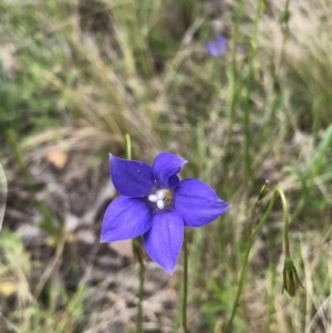 Wahlenbergia sp. at Bruce, ACT - 16 Oct 2022