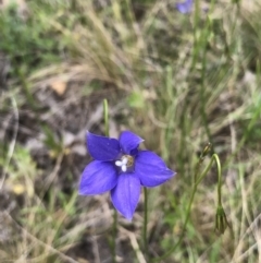 Wahlenbergia sp. at Bruce, ACT - 16 Oct 2022