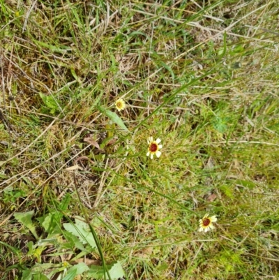 Tolpis barbata (Yellow Hawkweed) at Mount Mugga Mugga - 23 Oct 2022 by Mike