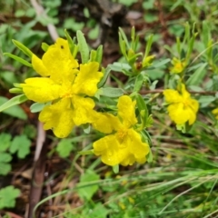 Hibbertia obtusifolia (Grey Guinea-flower) at Mount Mugga Mugga - 23 Oct 2022 by Mike