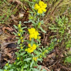 Hibbertia obtusifolia at O'Malley, ACT - 23 Oct 2022 12:31 PM