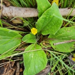 Cymbonotus sp. (preissianus or lawsonianus) (Bears Ears) at O'Malley, ACT - 23 Oct 2022 by Mike