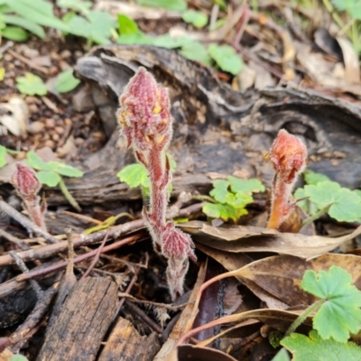 Orobanche minor (Broomrape) at Mount Mugga Mugga - 23 Oct 2022 by Mike