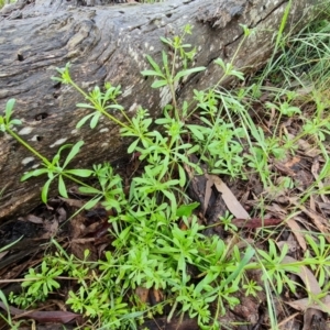 Galium aparine at O'Malley, ACT - 23 Oct 2022