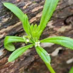 Galium aparine at O'Malley, ACT - 23 Oct 2022