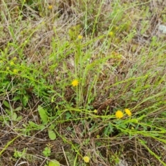 Calotis lappulacea (Yellow Burr Daisy) at Mount Mugga Mugga - 23 Oct 2022 by Mike