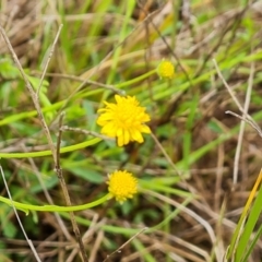 Calotis lappulacea at O'Malley, ACT - 23 Oct 2022 12:06 PM