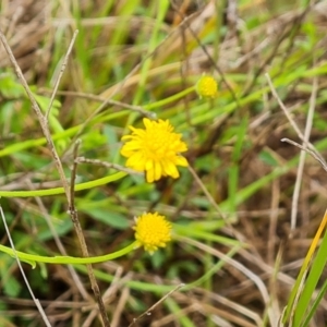 Calotis lappulacea at O'Malley, ACT - 23 Oct 2022 12:06 PM