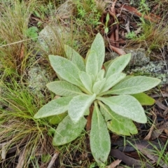 Verbascum thapsus subsp. thapsus (Great Mullein, Aaron's Rod) at O'Malley, ACT - 23 Oct 2022 by Mike