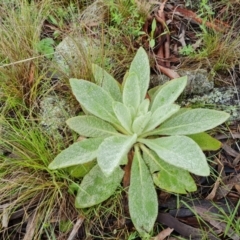 Verbascum thapsus subsp. thapsus (Great Mullein, Aaron's Rod) at Mount Mugga Mugga - 23 Oct 2022 by Mike