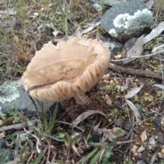 zz agaric (stem; gills white/cream) at Woodstock Nature Reserve - 25 Oct 2022 by Margo