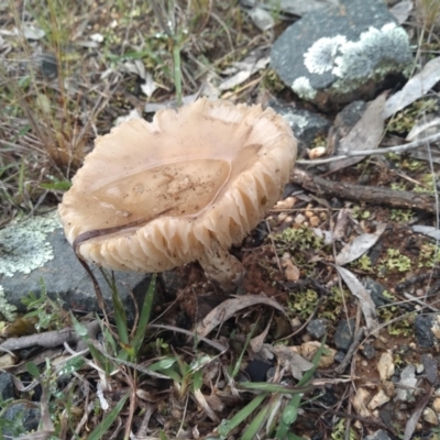 zz agaric (stem; gills white/cream) at Coree, ACT - 25 Oct 2022 by Margo