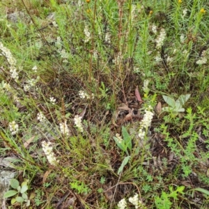 Stackhousia monogyna at O'Malley, ACT - 23 Oct 2022 11:56 AM