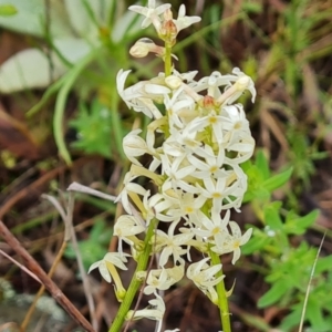 Stackhousia monogyna at O'Malley, ACT - 23 Oct 2022 11:56 AM