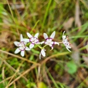 Wurmbea dioica subsp. dioica at O'Malley, ACT - 23 Oct 2022