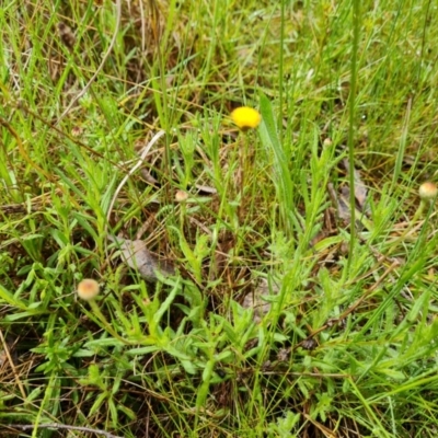 Leptorhynchos squamatus subsp. squamatus (Scaly Buttons) at Mount Mugga Mugga - 23 Oct 2022 by Mike