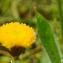 Leptorhynchos squamatus subsp. squamatus at O'Malley, ACT - 23 Oct 2022