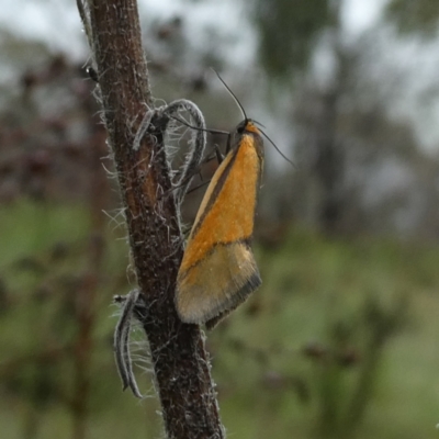 Philobota undescribed species near arabella (A concealer moth) at Googong, NSW - 22 Oct 2022 by Wandiyali