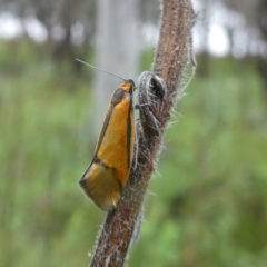 Philobota undescribed species near arabella at Googong, NSW - 23 Oct 2022