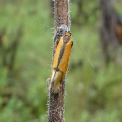 Philobota undescribed species near arabella at Googong, NSW - 23 Oct 2022