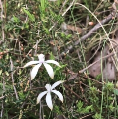 Caladenia ustulata (Brown Caps) at Bruce Ridge to Gossan Hill - 16 Oct 2022 by goyenjudy