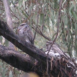 Podargus strigoides at Kambah, ACT - 23 Oct 2022