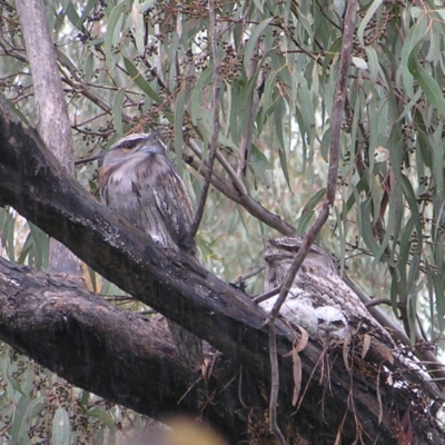 Podargus strigoides (Tawny Frogmouth) at Kambah, ACT - 23 Oct 2022 by MatthewFrawley