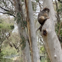 Pseudocheirus peregrinus (Common Ringtail Possum) at QPRC LGA - 23 Oct 2022 by LyndalT