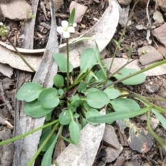 Cardamine paucijuga (Annual Bitter-cress) at Bolaro, NSW - 19 Oct 2022 by DavidMcKay