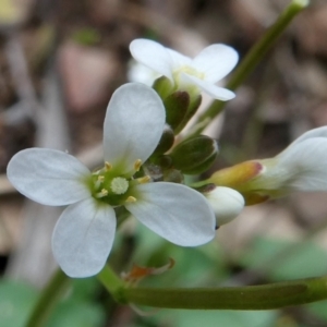 Cardamine paucijuga at Bolaro, NSW - 19 Oct 2022