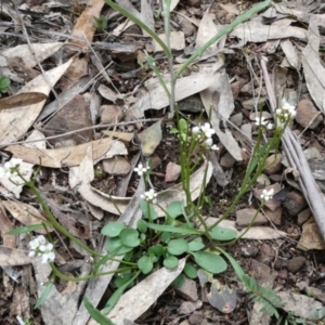 Cardamine paucijuga at Bolaro, NSW - 19 Oct 2022