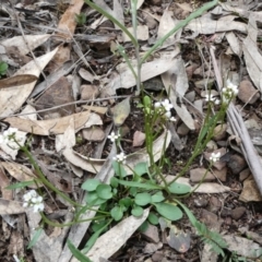 Cardamine paucijuga at Bolaro, NSW - 19 Oct 2022