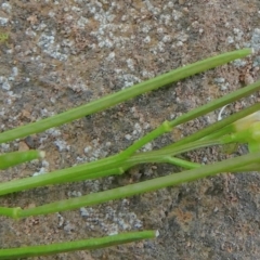 Cardamine paucijuga at Bolaro, NSW - 19 Oct 2022