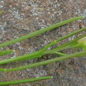 Cardamine paucijuga at Bolaro, NSW - 19 Oct 2022