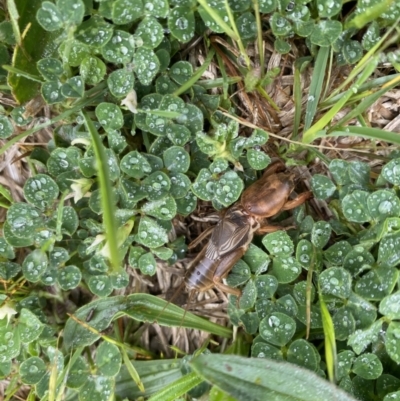 Gryllotalpa monanka (Dark Night Mole Cricket) at National Arboretum Forests - 23 Oct 2022 by teeniiee