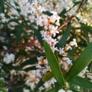 Leucopogon affinis at Corang, NSW - 5 Sep 2022 05:11 PM