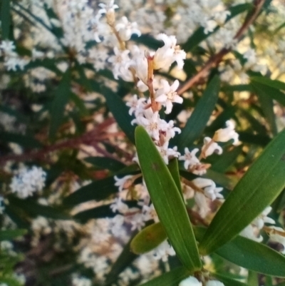 Leucopogon affinis (Lance Beard-heath) at Corang, NSW - 5 Sep 2022 by LeonieWood