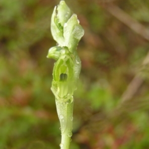 Hymenochilus muticus at Kambah, ACT - 23 Oct 2022