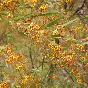 Daviesia mimosoides at Kambah, ACT - 23 Oct 2022 10:47 AM