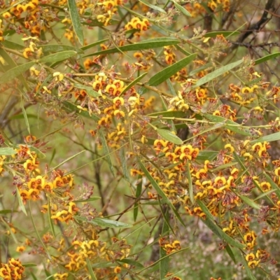 Daviesia mimosoides (Bitter Pea) at Mount Taylor - 22 Oct 2022 by MatthewFrawley