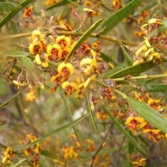 Daviesia mimosoides at Kambah, ACT - 23 Oct 2022 10:47 AM