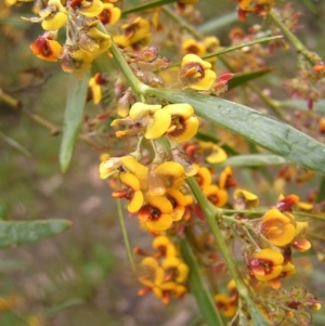 Daviesia mimosoides at Kambah, ACT - 23 Oct 2022