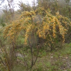 Daviesia mimosoides at Kambah, ACT - 23 Oct 2022