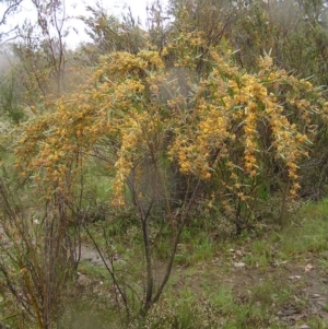 Daviesia mimosoides at Kambah, ACT - 23 Oct 2022 10:47 AM