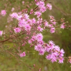 Kunzea parvifolia (Violet Kunzea) at Kambah, ACT - 23 Oct 2022 by MatthewFrawley