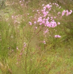 Kunzea parvifolia at Kambah, ACT - 23 Oct 2022