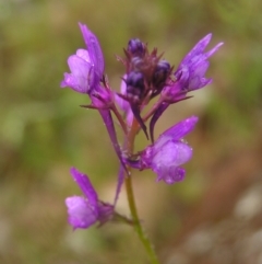 Linaria pelisseriana (Pelisser's Toadflax) at Kambah, ACT - 23 Oct 2022 by MatthewFrawley