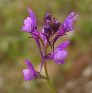 Linaria pelisseriana at Kambah, ACT - 23 Oct 2022