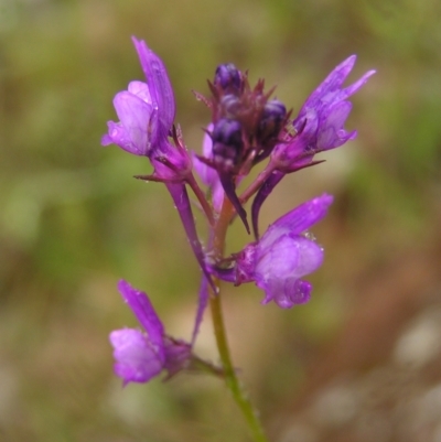 Linaria pelisseriana (Pelisser's Toadflax) at Kambah, ACT - 23 Oct 2022 by MatthewFrawley