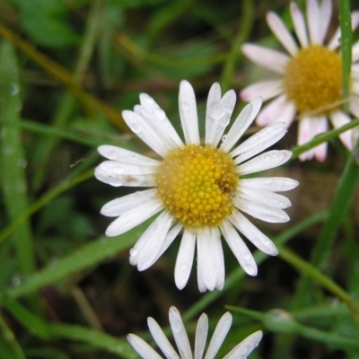 Erigeron karvinskianus (Seaside Daisy) at Mount Taylor - 22 Oct 2022 by MatthewFrawley